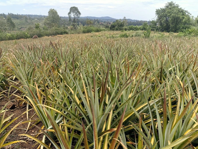 Pineapple field at Fitnest Organic Farm, Homa Bay
