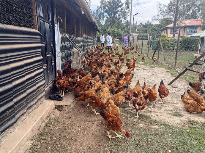 Hens in the yard beside the poultry house at Fitnest Farm