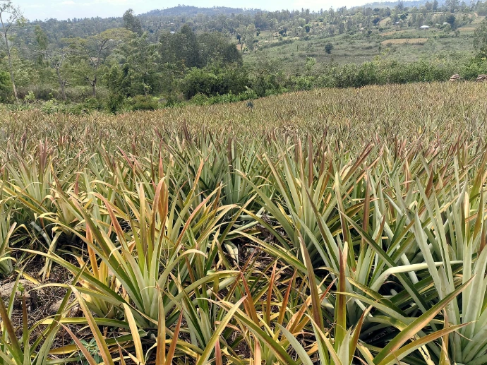 Rows of pineapple at Fitnest Farm, Homa Bay