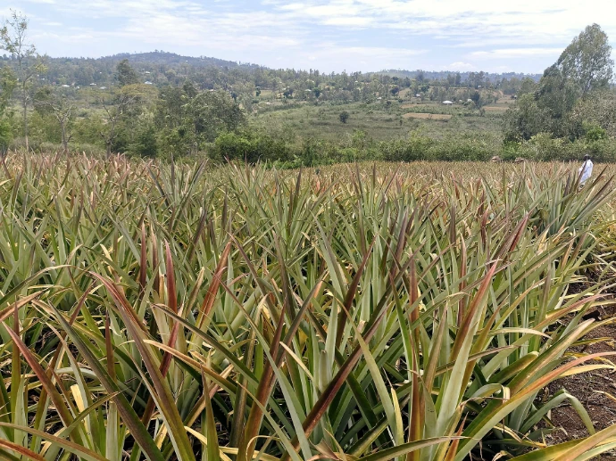 Pineapple field and hills at Fitnest Farm, Homa Bay